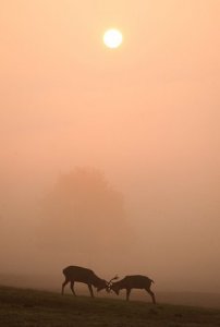 Red Dawn by Mark Eastment Winning photograph of the Mammals in our Landscapes category. Red deer rutting in Ashton Court Park Bristol as the sun rises above the mist.