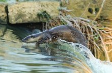 Surfing the weir by Paul Dibben Runner-up photo in the Mammal on our Doorstep category. Taken taken on the river Stour. ‘As the otter moved toward the weir at the far side I quickly made my way along the bank until I was level with the weir, getting low down I managed to get a great angle as the otter summited it. The photo really shows how sleek the otters are, perfectly suited to their watery environment.’