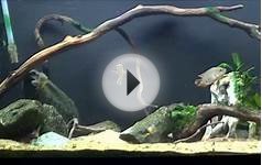 90G Wild-Type Oscar Update