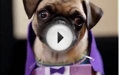 Adorable pug puppy reenacts 2015 Oscar nominated films