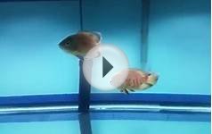 Albino oscar update #2