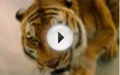 The 85th Academy Awards Nominations 2013: the candidates